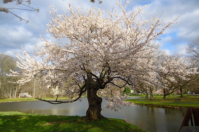 Photo of beautiful White Tree